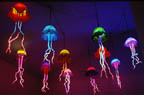 jellyfish, group shot
