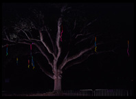 Hanging Stalaglites Neon Sculpture, Neon Art Installation, Celebration in the Oaks, New Orleans 1999